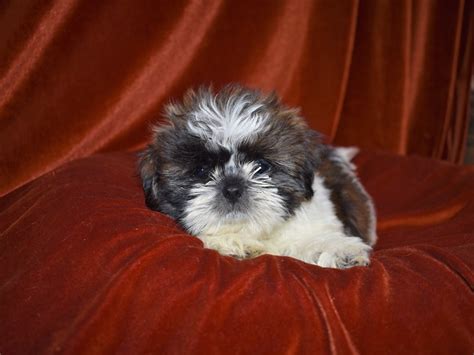 shih tzu for sale in atlanta ga|petland in dunwoody.